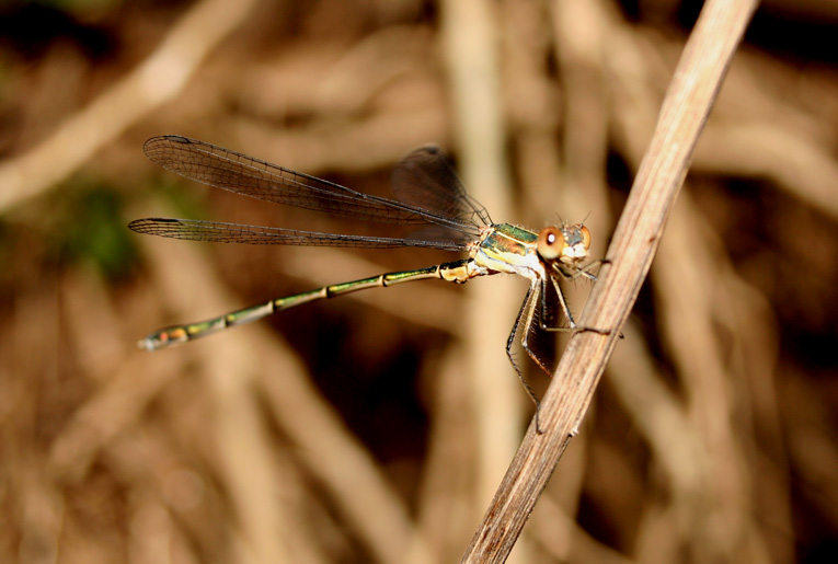 Chalcolestes viridis e Lestes barbarus